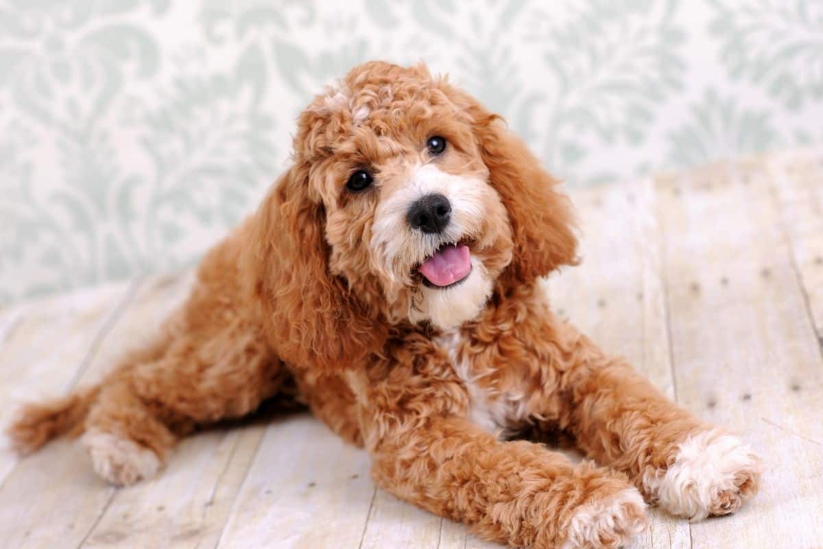 Cockapoo