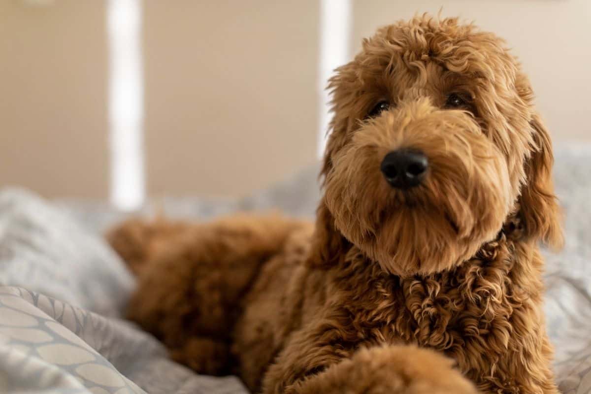 Goldendoodle