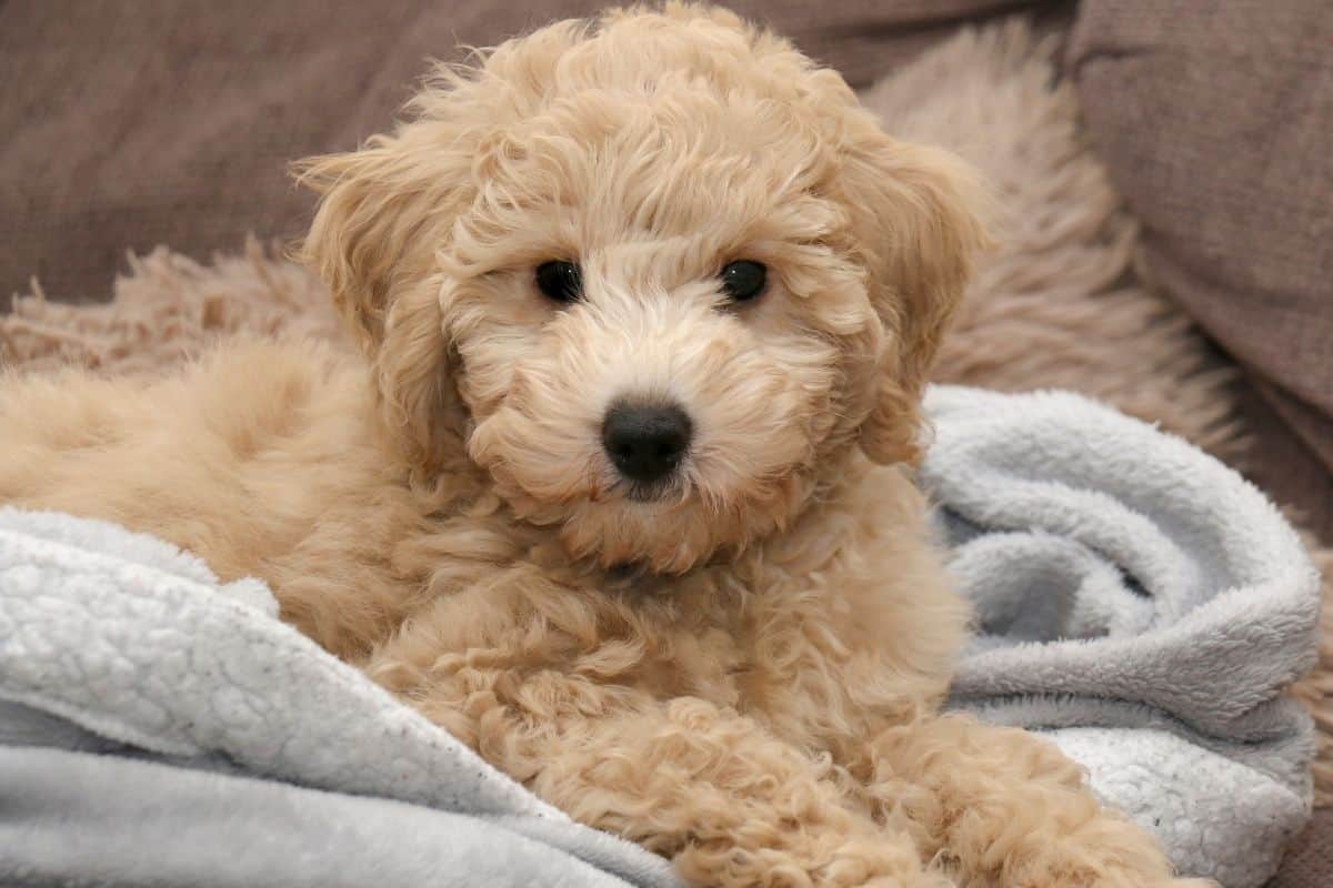 Poochon