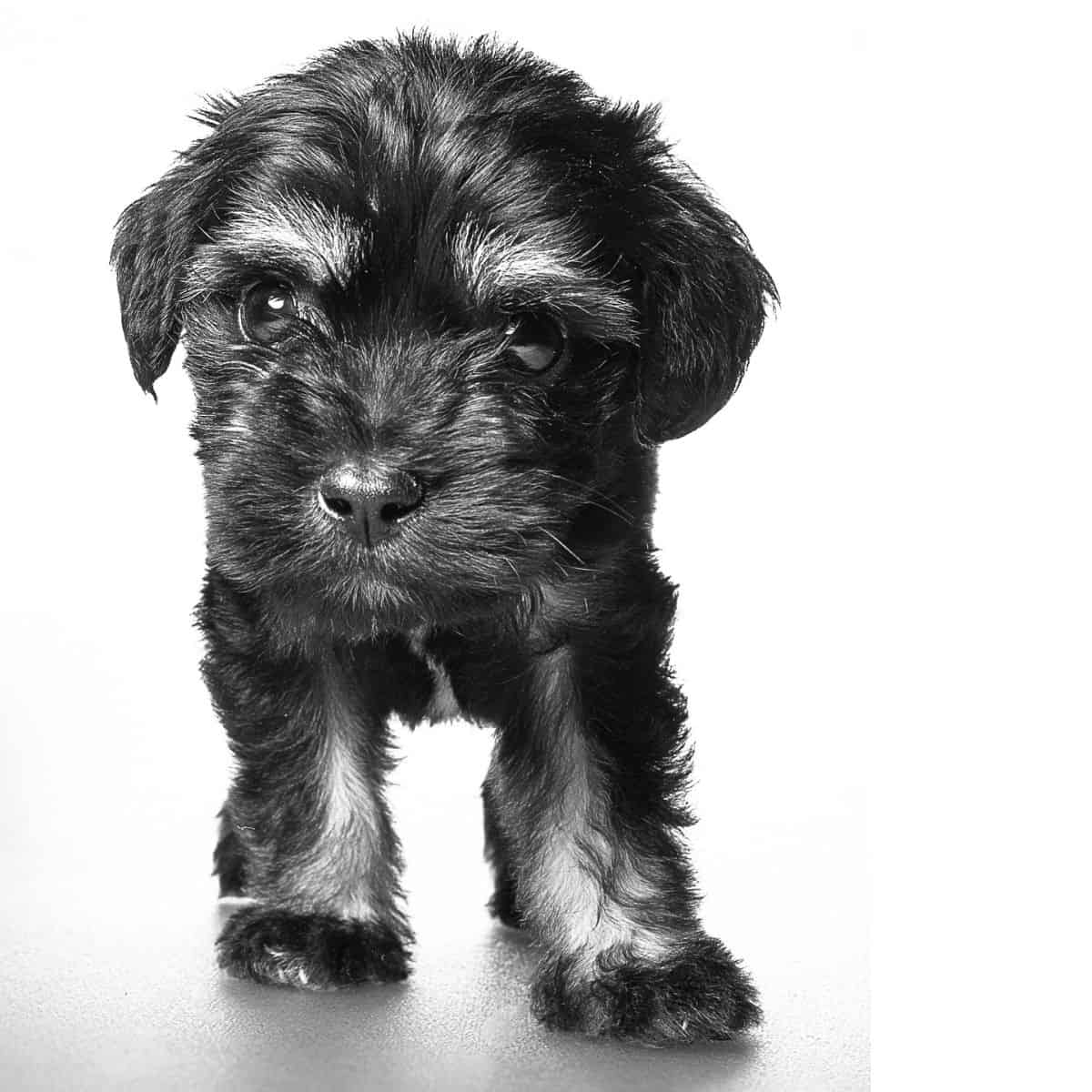 Schnoodle